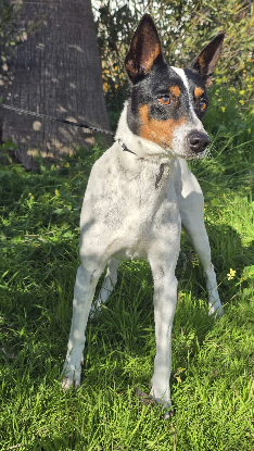 Adopter Jaro