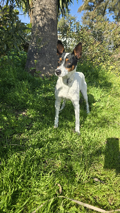 Adopter Jaro