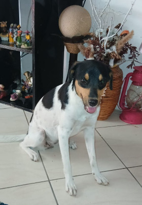 Adopter Arielle