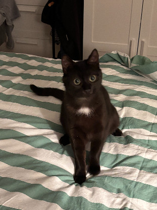 Adopter Athena