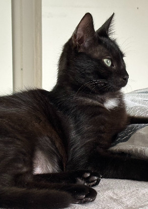 Adopter Athena
