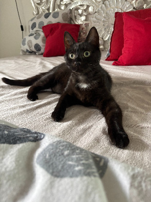 Adoption Athena