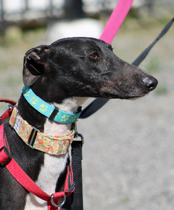 Adopter Harrison