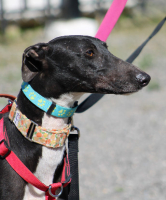 Adopter  chien : Harrison