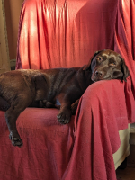 Adopter  chien : Milka