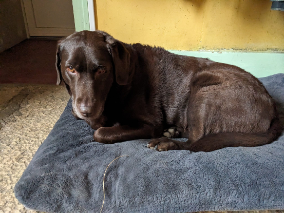 Adopter Milka