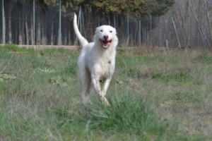 Adopter  chien : Katya