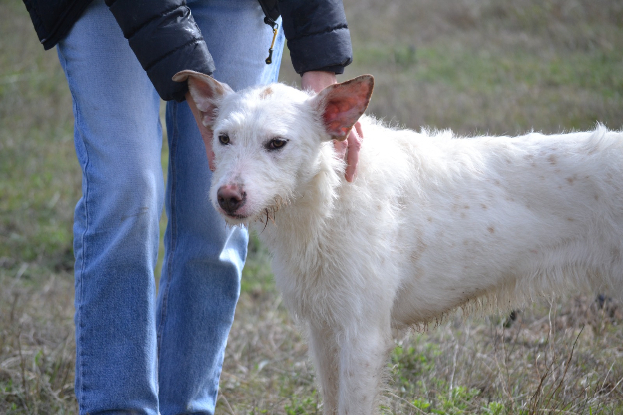Adopter Katya