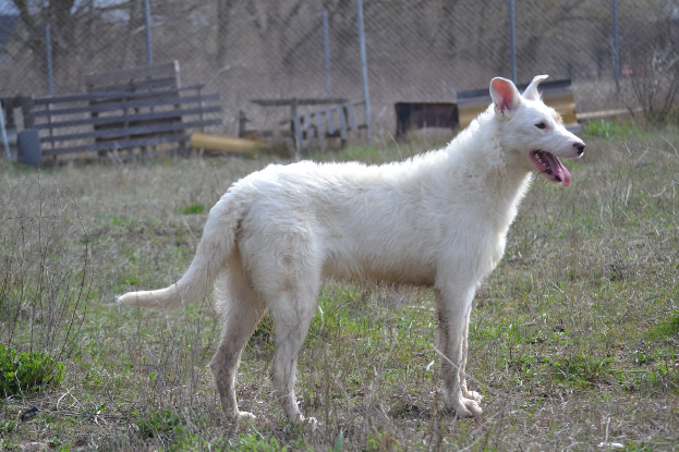 Adopter Katya