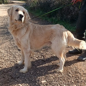 Adopter Buddy