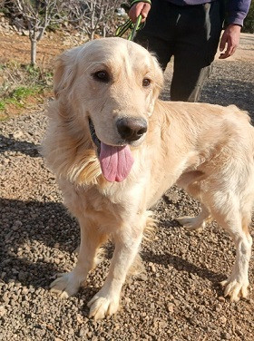 Adopter Buddy