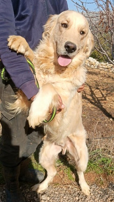 Adoption Buddy