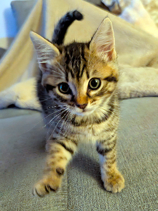 Adopter Yellow