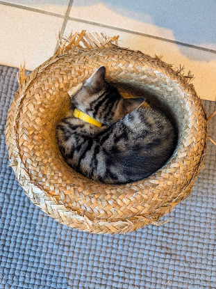 Adopter Yellow