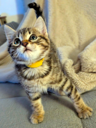 Adoption Yellow