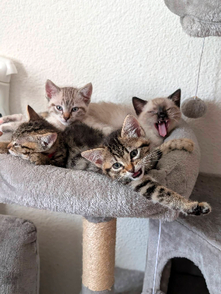 Adoption Yellow