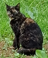 Adopter  chat : Zazie