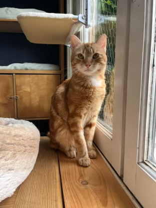 Adopter Pépin