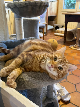 Adopter Pépin