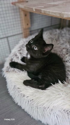 Adopter Iris
