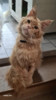 Adopter  chat : Newton