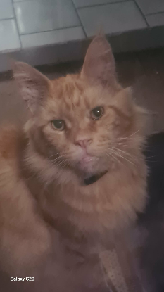 Adopter Newton