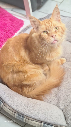 Adopter Newton
