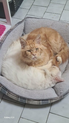 Adoption Newton