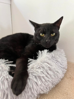 Adopter  chat : Velours