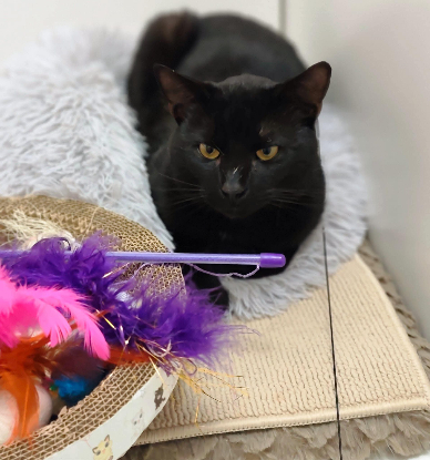 Adopter Velours