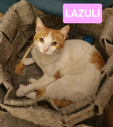 Adopter Lazuli