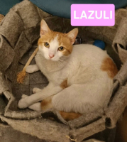 Adopter  chat : Lazuli