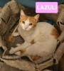 Lazuli