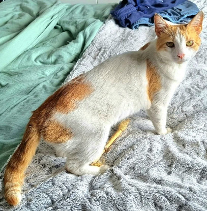 Adopter Lazuli