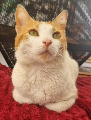 Adopter Lazuli