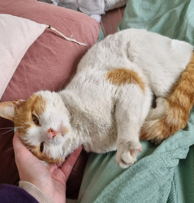 Adoption Lazuli