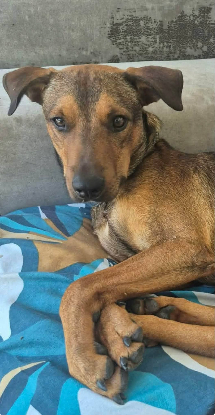 Adopter Baloo