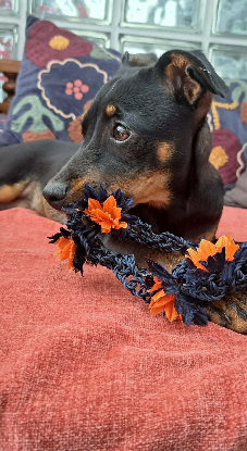 Adopter Becky