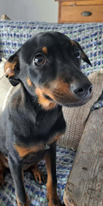 Adopter Becky
