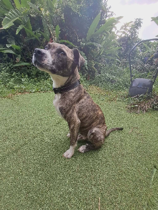 Adopter Sanson