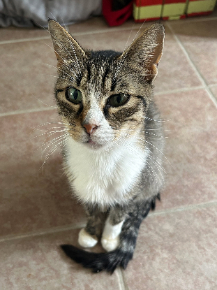 Adopter Blanche neige
