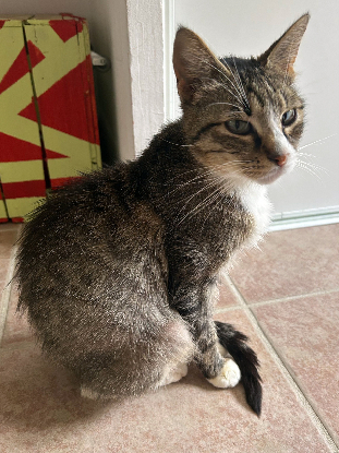 Adopter Blanche neige