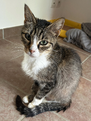 Adoption Blanche neige