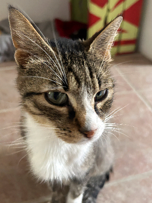 Adoption Blanche neige