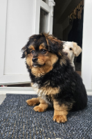 Adopter  chien : Moki