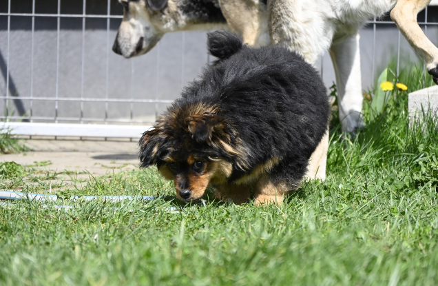Adopter Moki