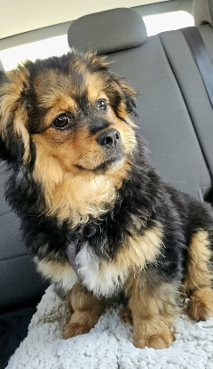 Adopter Moki