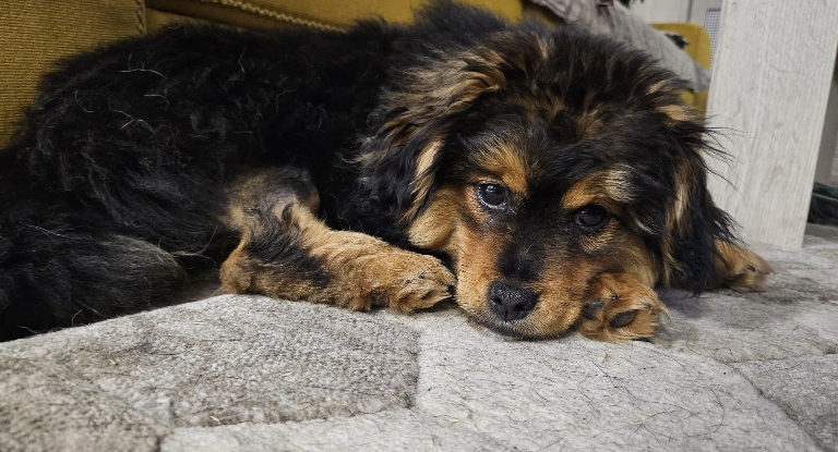 Adoption Moki