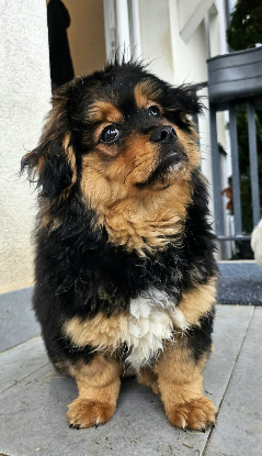 Adoption Moki