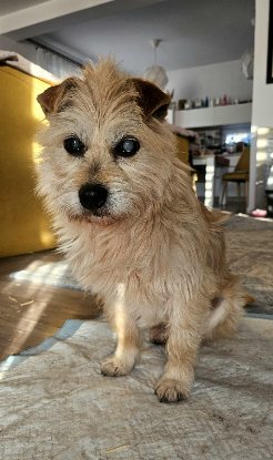 Adopter Grampy